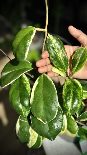 HOYA INCRASSATA ALBO