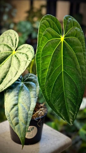 ANTHURIUM HYBRID MIX