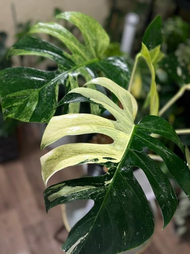 MONSTERA DELICIOSA MINT