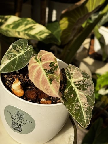 ALOCASIA BLACK VELVET F