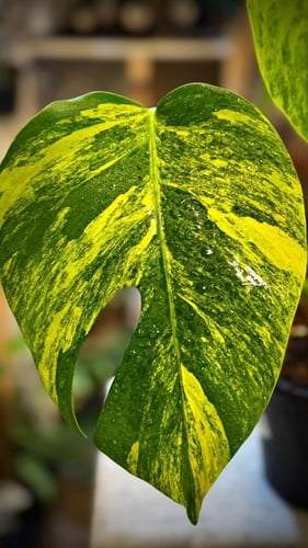 MONSTERA DELICIOSA AUREA