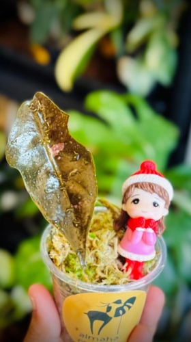 ALOCASIA CHANTRIERI PINK