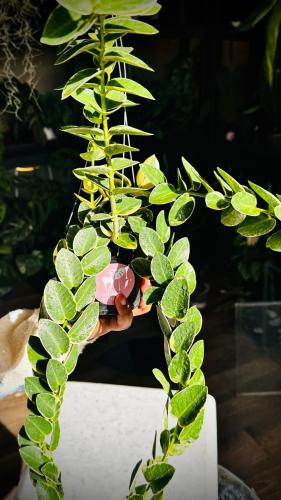 HOYA CUMINGIANA ALBO