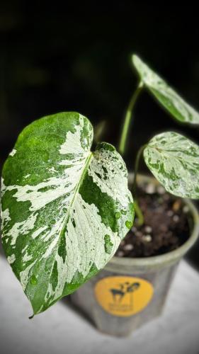 MONSTERA BULBASAUR