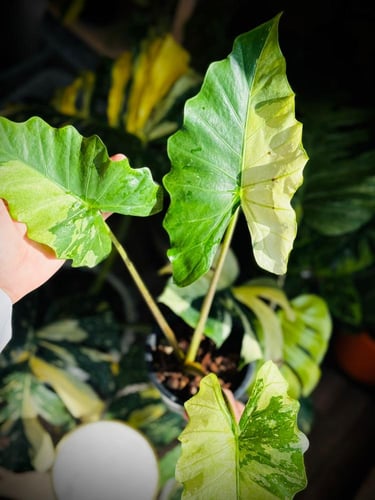 ALOCASIA PORTORA VAR
