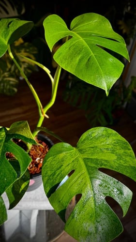 MONSTERA GREEN ON GREEN