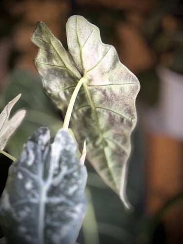 ALOCASIA AMAZONICA POLLY VARIEGATED