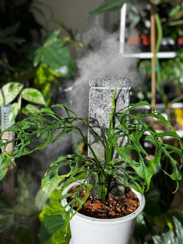 Monstera Obliqua Peru