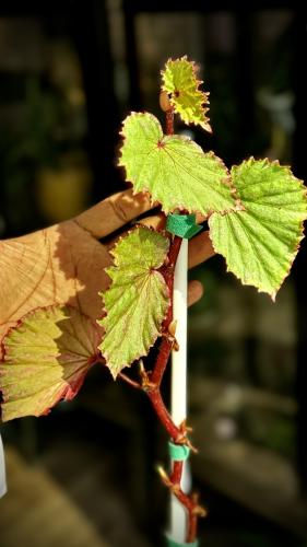 BEGONIA REX MIX VARIETIES