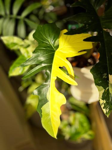 Philodendron golden dragon variegated