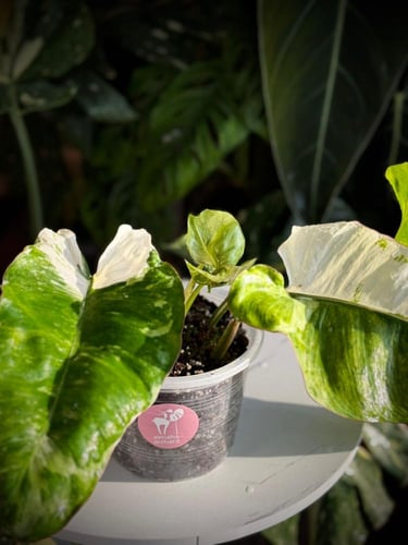 PHILODENDRON PARAISO ALBO