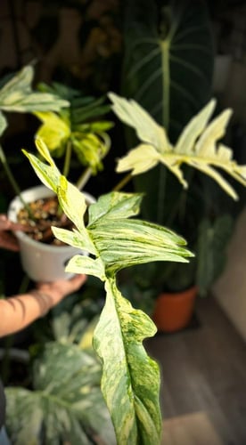 PHILODENDRON FLORIDA BEAUTY x MAYOI