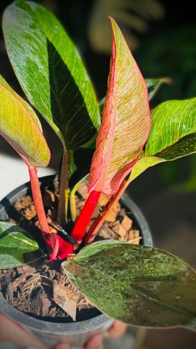 PHILODENDRON BIRKIN PINK