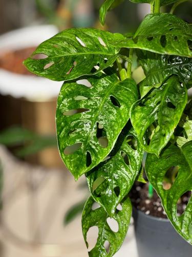 مونستيرا أدانسوني مينت (نعناع) Monstera Adonsoni M...