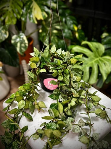 HOYA KROHNIANA SILVER
