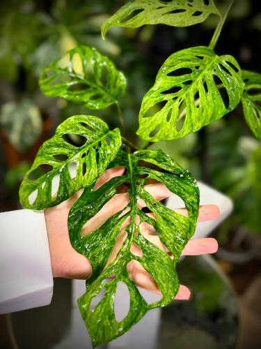 MONSTERA LANIATA MOTTLED Variegated