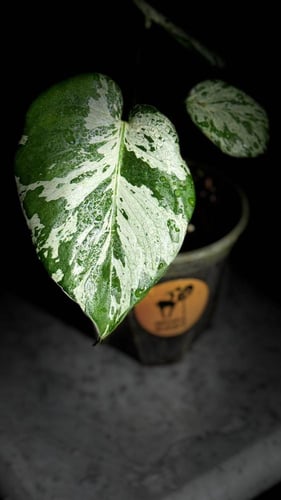 MONSTERA BULBASAUR