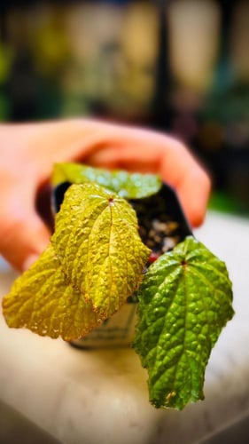BEGONIA REX MIX VARIETIES