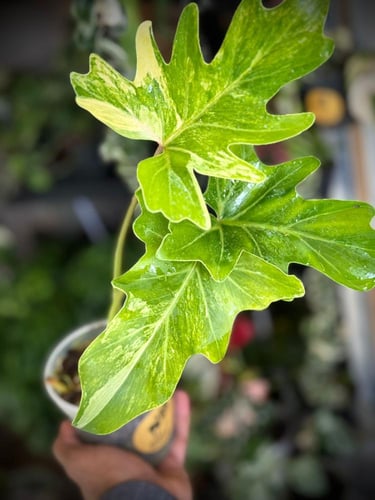 philodendron bob cee variegated