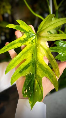 PHILODENDRON FLORIDA x BIPINNATIFIDUM