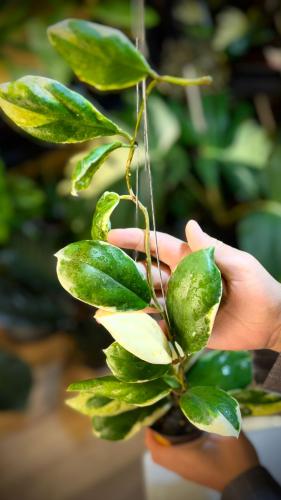 HOYA INCRASSATA ALBO