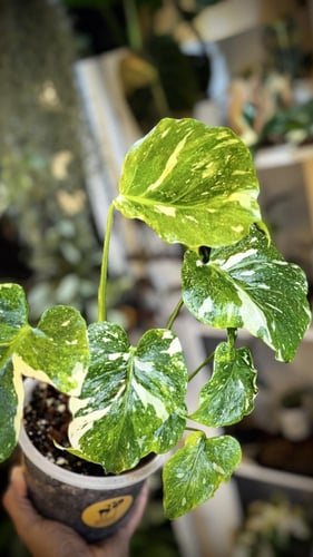 MONSTERA TRICOLOR MUT