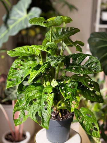 مونستيرا أدانسوني مينت (نعناع) Monstera Adonsoni M...