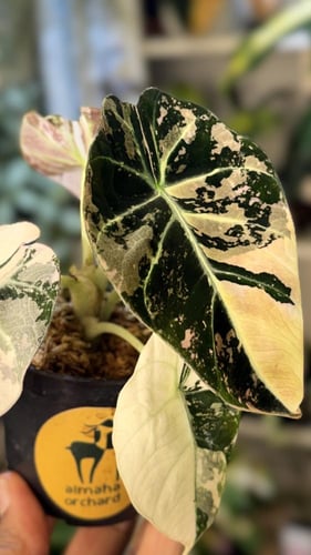 ALOCASIA BLACK VELVET PINK