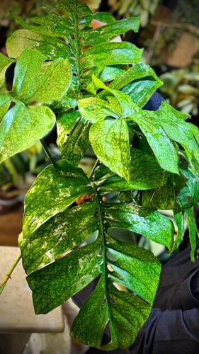 AMYDIUM MEDIUM SPIDER