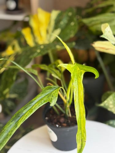 PHILODENDRON HOLTONIANUM Variegated