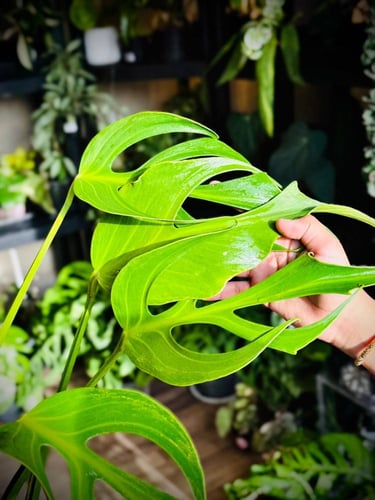 MONSTERA BURLE MARX FRAME