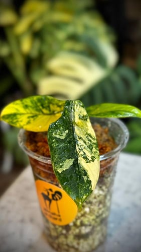 ALOCASIA SCALPRUM AURE