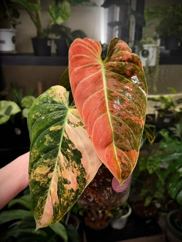 PHILODENDRON MELANO Variegated.