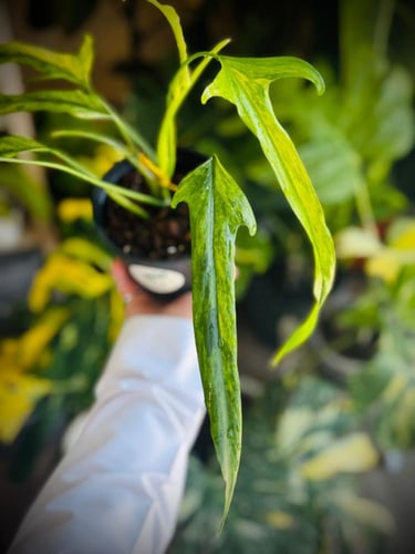 PHILODENDRON HOLTONIANUM Variegated
