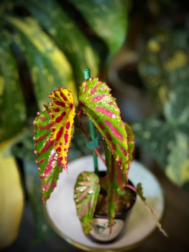 BEGONIA REX MIX VARIEGATED