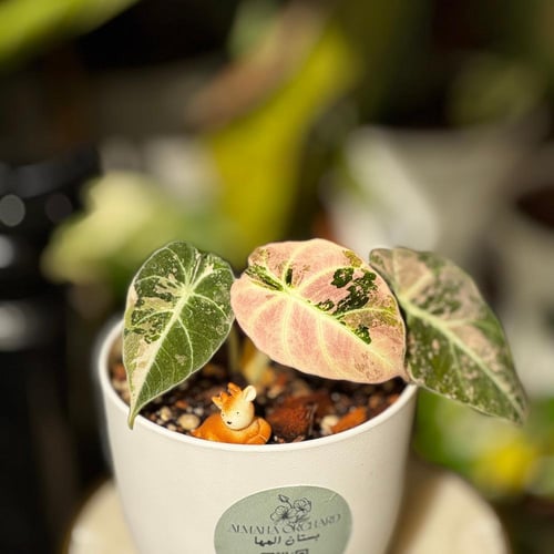 ALOCASIA BLACK VELVET F