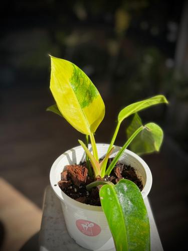 PHILODENDRON GREEN CONGO