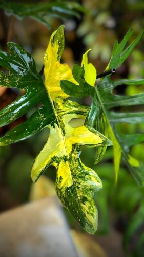 PHILODENDRON (FLORIDA x MAYOI) x MAYOI