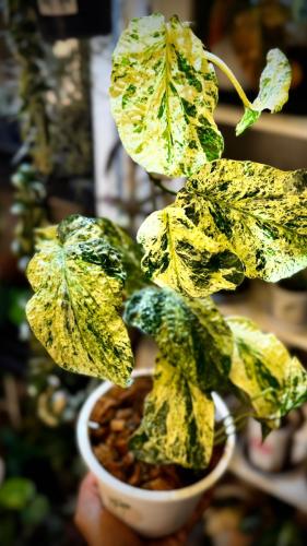 AMYDRIUM MEDIUM SPIDI