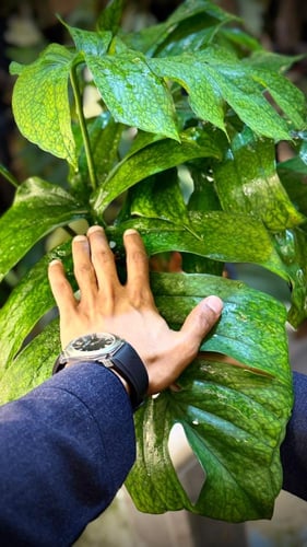 AMYDIUM MEDIUM SPIDER