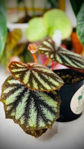 BEGONIA REX MIX VARIETY