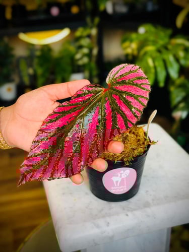 BEGONIA REX MIX VARIETIES