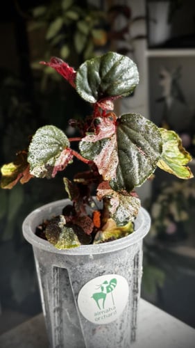 BEGONIA REX MIX VARIETIES