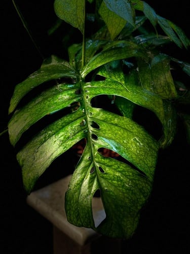 AMYDIUM MEDIUM SPIDER