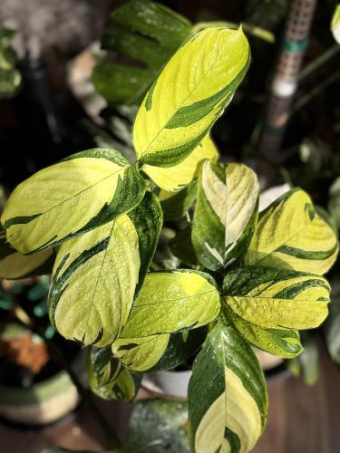 ‏Calathea Golden Mosai