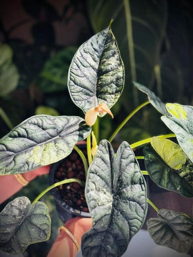ALOCASIA DRAGON SCALE ALBO