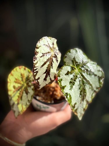 BEGONIA REX MIX VARIEGATED