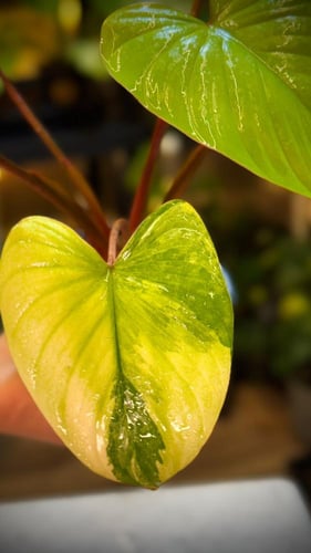 HOMALOMENA RUBESCENS MINT