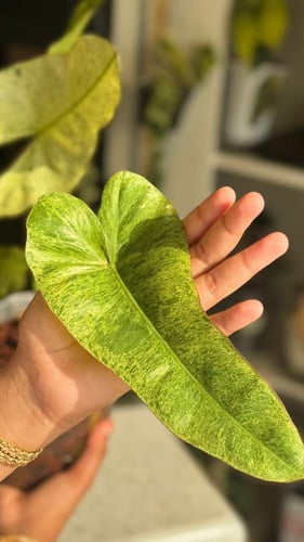 PHILODENDRON BILLIETIAE X PARAISO