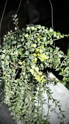 DISCHIDIA MILLION HEARTS VARIEGATED